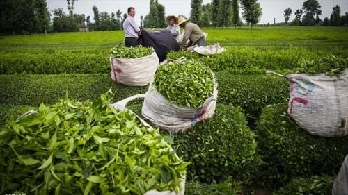 نرخ خرید تضمینی محصولات زراعی تا نیمه مهرماه مشخص می شود 