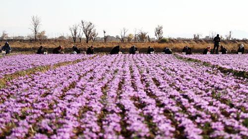  تلاش برای راه اندازی بورس بین المللی زعفران