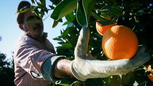 مدیرعامل سازمان تعاون روستایی خبرداد: خرید توافقی مرکبات از هفته آینده آغاز می شود