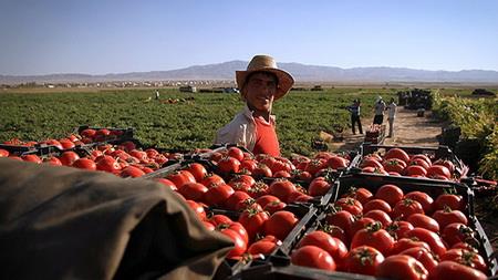  تعاون روستایی گوجه فرنگی کشاورزان بوشهر را توافقی می خرد