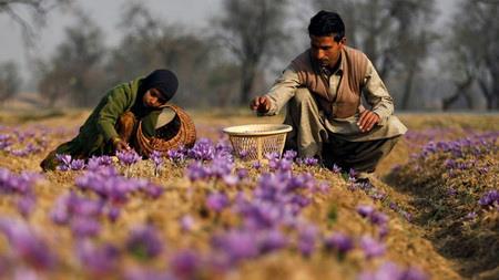  افزایش 22 درصدی تولید زعفران افغانستان