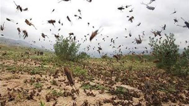 رئیس سازمان حفظ نباتات کشور خبر داد: تخصیص اعتبار ۱۰ میلیارد تومانی برای مبارزه با ملخ صحرایی/پیش روی ۲۰۰ هزار هکتاری ملخ ها