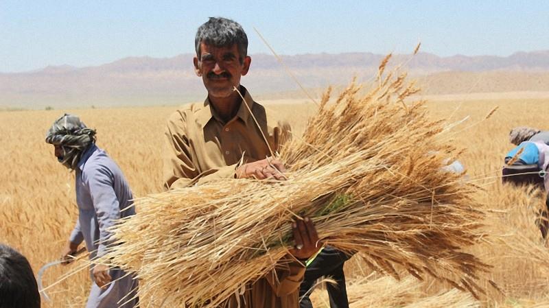 وزارت جهاد کشاورزی: خودکفایی گندم برای چهارمین سال تکرار می شود