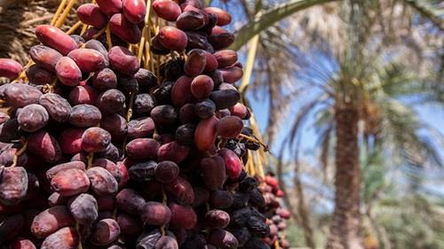 عضو هیات رئیسه انجمن ملی خرمای ایران:  وضع عوارض بر صادرات خرما به ضرر تولیدکنندگان داخلی تمام می شود